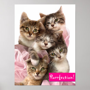 Poster Kittens no Tutus