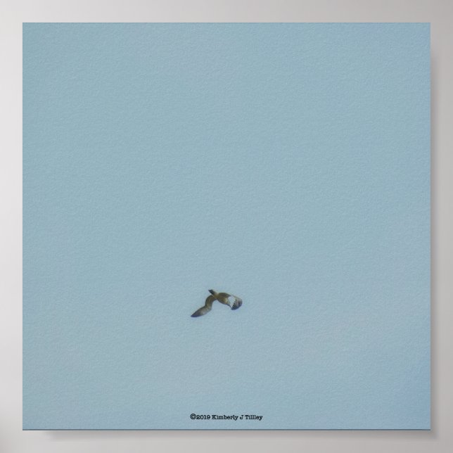 Poster Kittiwake de pernas pretas (Frente)