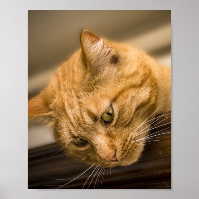 POSTER KITTY CAT (Frente)