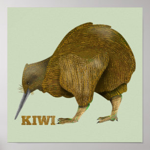 Poster Kiwi N.Z. Bird