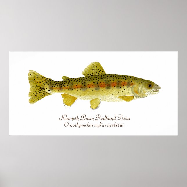 Poster Klameth Basin Redband Trout (Frente)