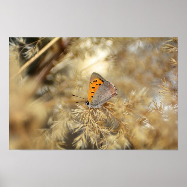 Poster Kleiner Feuerfalter (Frente)