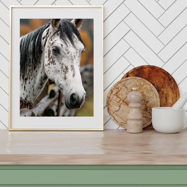 Poster Knabstrupper (Criador carregado)