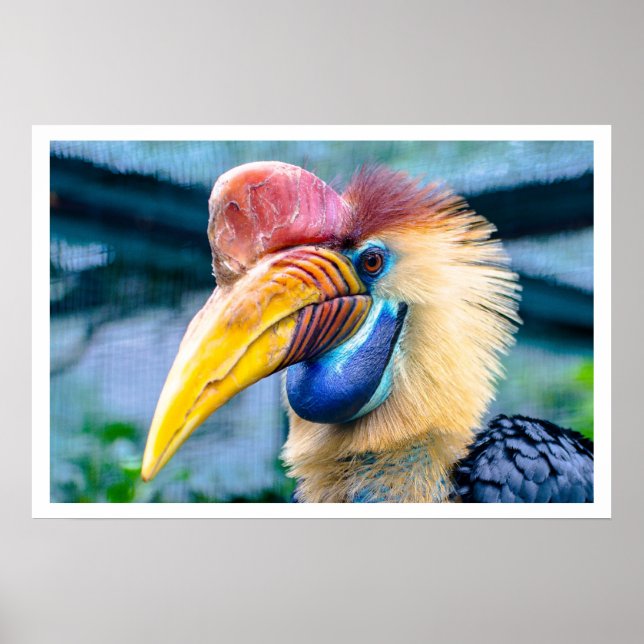 Pôster Knobbed Hornbill (Frente)