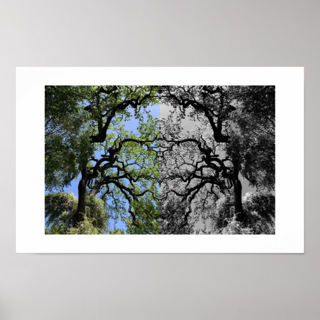 Poster Knots Reflection Photography (Frente)