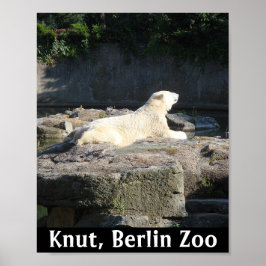 Poster Knut, o Urso Polar do Jardim Zoológico de Berlim