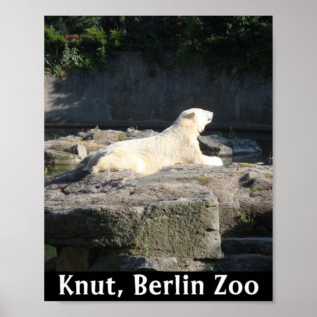 Poster Knut, o Urso Polar do Jardim Zoológico de Berlim (Frente)