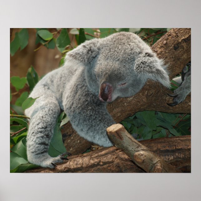 Poster Koala (Frente)