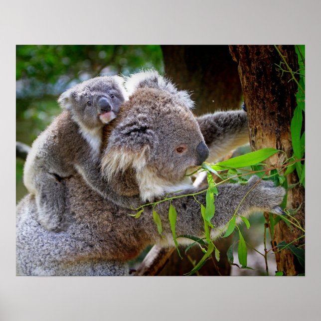 Pôster Koala (Frente)