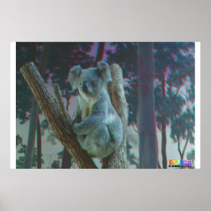 Pôster Koala 3D Anaglyph