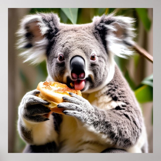 Poster Koala australiana e bonita come torta de carne (Frente)