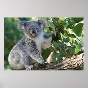 Pôster Koala australiano bonito