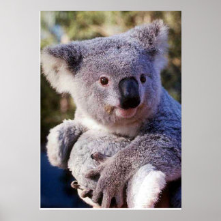 Poster Koala Bear Segurando Um Urso De Koala