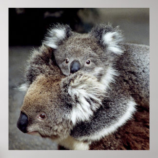Pôster Koala Bears