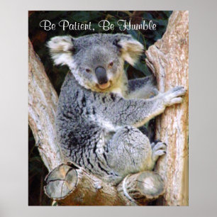 Pôster Koala Bears_Poster