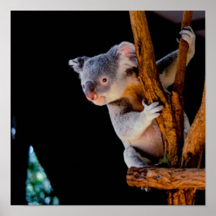 Poster Koala Cute em Cinza