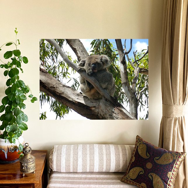 Poster Koala - Dormindo (Criador carregado)