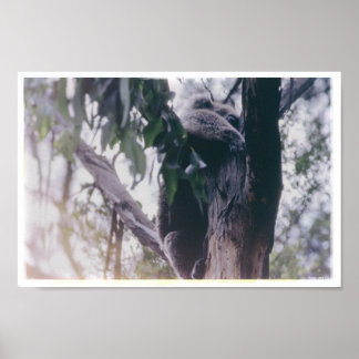 Poster Koala em uma árvore