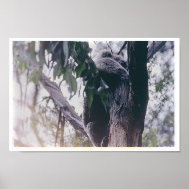 Poster Koala em uma árvore (Frente)