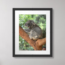 Koala In Australia
