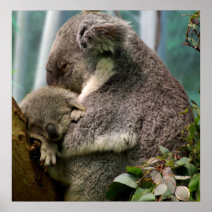 Pôster Koala Mãe e Novo Bebê