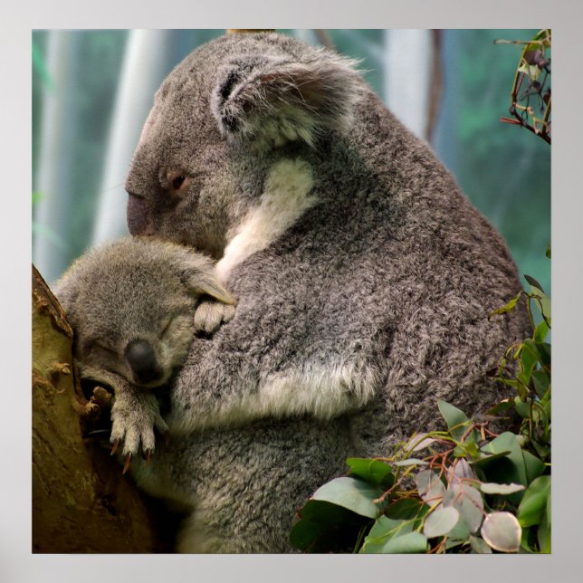 Pôster Koala Mãe e Novo Bebê (Frente)