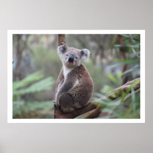 Pôster Koala na árvore