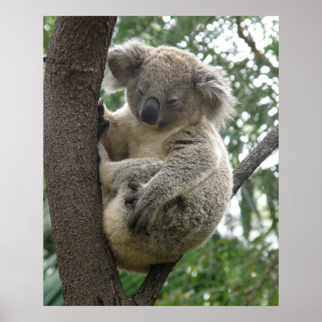 Poster Koala Na Austrália De Árvore (Frente)