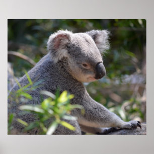 Pôster Koala no jardim zoológico Austrália de Perth