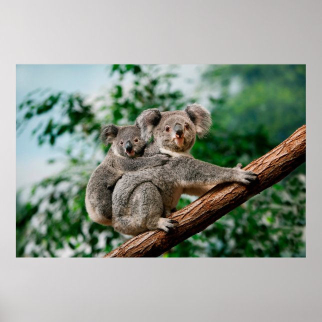 Poster Koala, phascolarctos cinereus, carregando feminino (Frente)