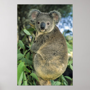 Poster Koala, Phascolarctos cinereus), em risco de extinç