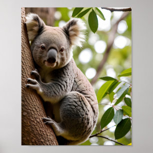 Poster Koala subindo uma árvore