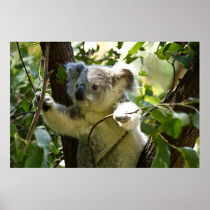 Pôster Koala surpreendente bonito do bebê em uma árvore