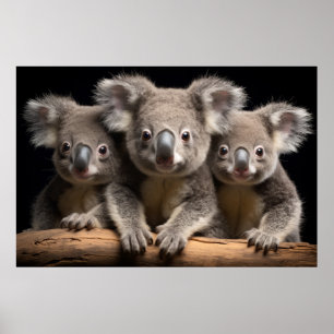 Poster Koala Wild Animal Retrait Nature Beauty