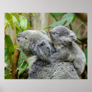 Pôster Koalas