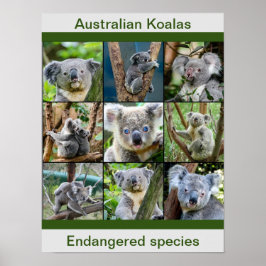 Poster Koalas australiano, espécies ameaçadas