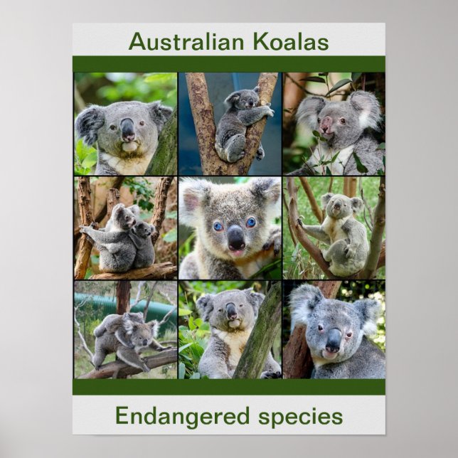 Poster Koalas australiano, espécies ameaçadas (Frente)