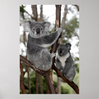 Poster Koalas nas árvores
