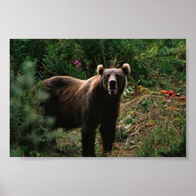 Poster Kodiak Brown Bear (Frente)