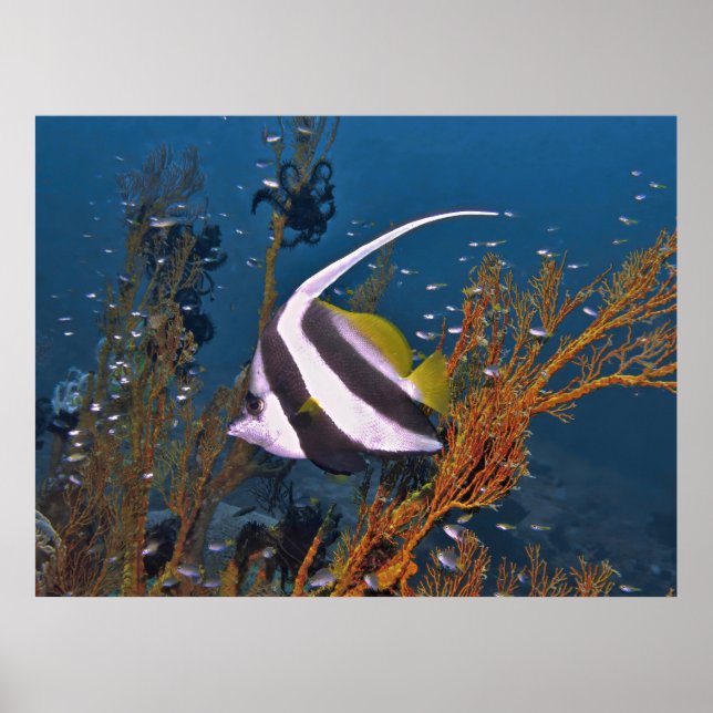 Poster Koh Lipe Bannerfish (Frente)