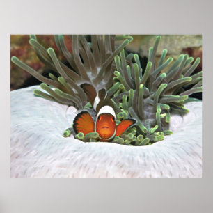 Poster Koh Lipe Clownfish II