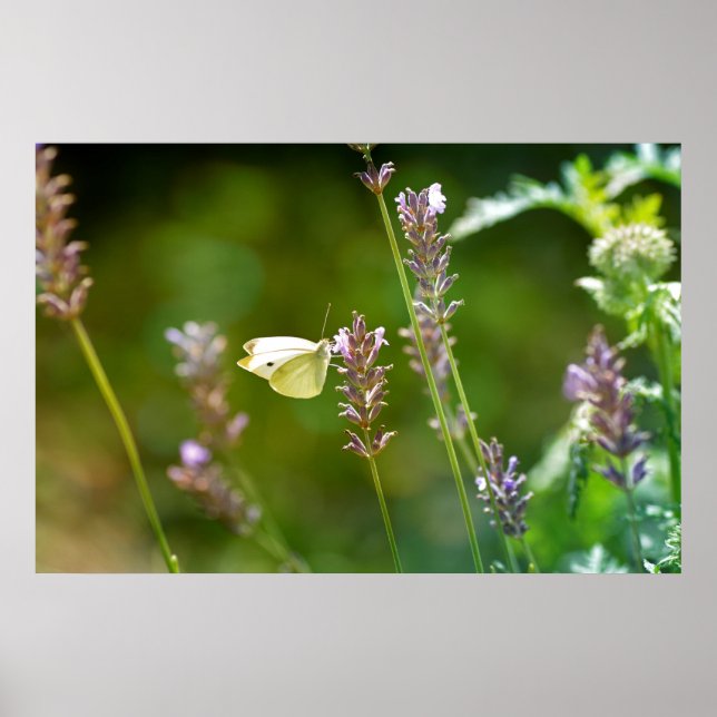 Poster Kohlweißling auf Lavendel (Frente)