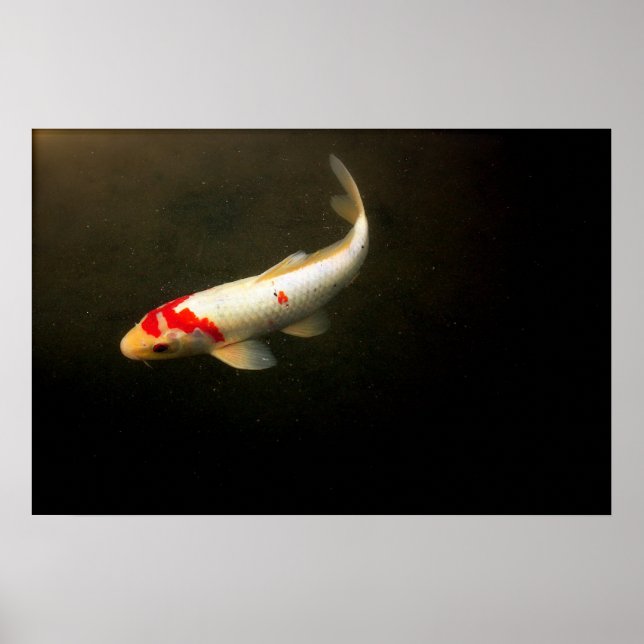 Poster Koi (Frente)