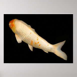Pôster Koi