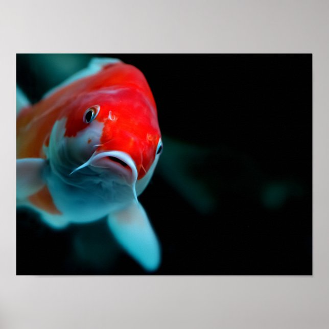 Poster Koi carp (Frente)