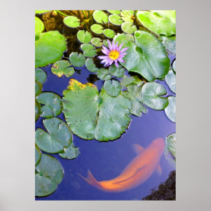 Poster Koi e lírio de água
