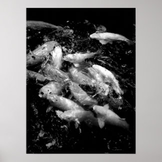 Poster Koi Fish em um francês de alimentação, Oahu B&W