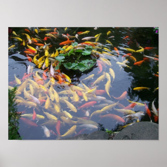 Pôster Koi Splendor (Frente)