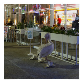 Pôster Koko o pelicano no porto de Paphos, Chipre