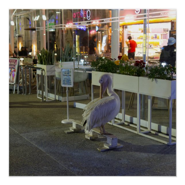 Pôster Koko o pelicano no porto de Paphos, Chipre (Frente)